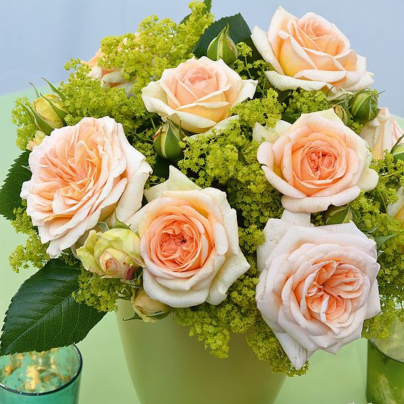 Rose 'Home Florist Timeless' Collection